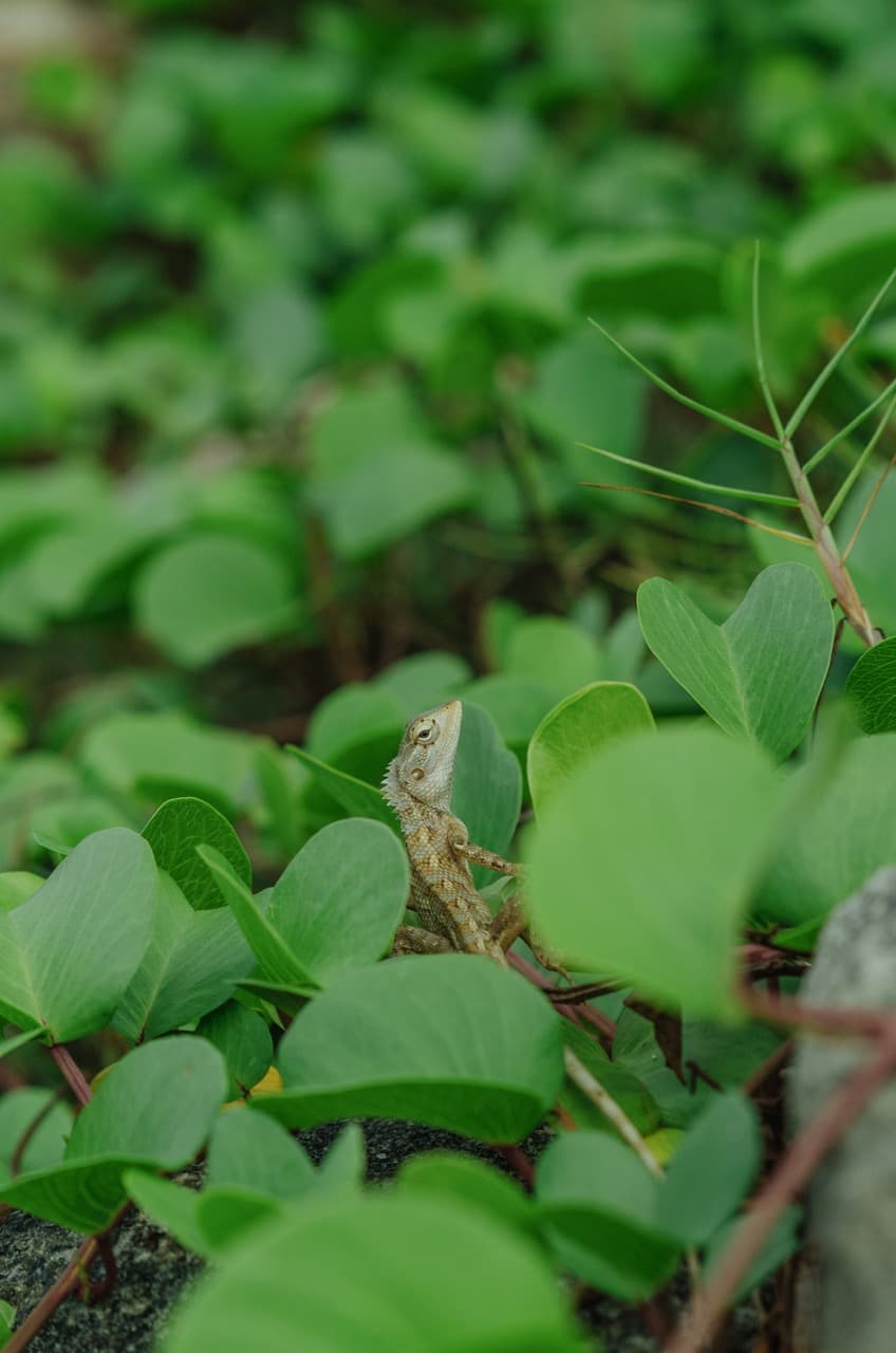 Превью Sri Lanka 2022